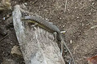 Description de l'image Trachylepis comorensis Nosy Tanikely 124.jpg.