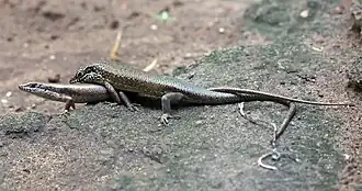 Description de l'image Trachylepis maculilabris mating.jpg.