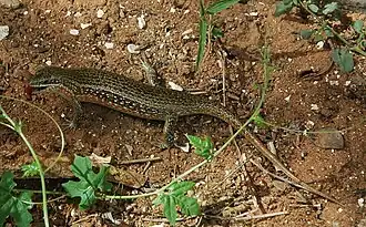 Description de l'image Trachylepis perrotetii.jpg.