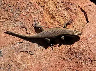 Description de l'image Trachylepis sulcata.jpg.