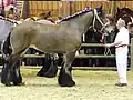 Jument au modèle lors du concours Modèles et Allures de la race au Salon international de l'agriculture 2012 (Paris, France).