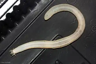 Leptosynapta albicans