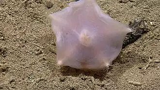 Une autre Hymenaster sp. de grande profondeur.