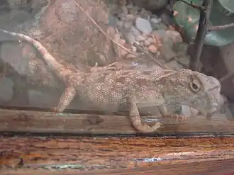 Description de l'image Trapelus savignii (Wroclaw zoo).JPG.