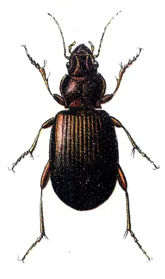 Trechus austriacus.