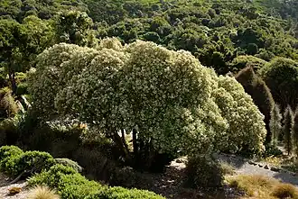 Description de l'image Tree Daisy - Olearia lyalli.jpg.