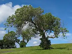 Haut : arbre photographié sur une longueur d'onde proche de l'infrarouge. Bas : même arbre, dans le spectre visible.