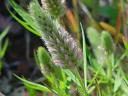 Trèfle à feuilles étroitesTrifolium angustifolium
