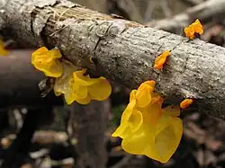 Les Trémelles, « champignons gelées » qui portent le nom vernaculaire de Beurre de sorcière.