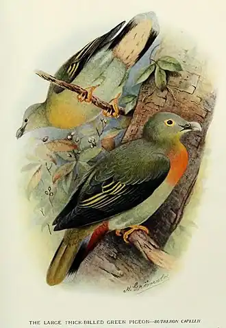 Description de l'image TreronCapellii.jpg.