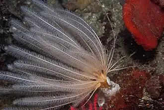 Description de l'image Trichogorgia.jpg.