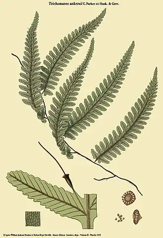 Trichomanes ankersii C.Parker ex Hook. & Grev.