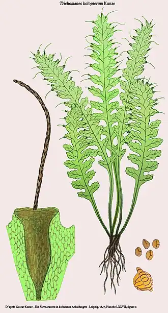 Trichomanes holopterum Kunze