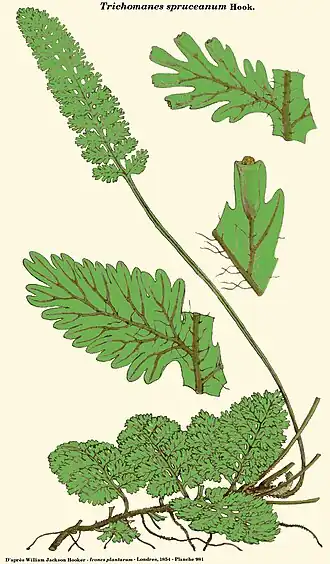 Trichomanes spruceanum Hook.