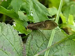 trichoptère non identifié