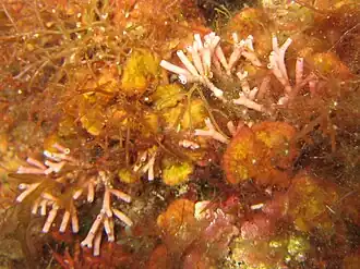 Tricleocarpa fragilis photographiée en Méditerranée près de Banyuls-sur-Mer.
