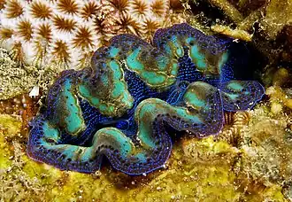 Tridacna crocea.