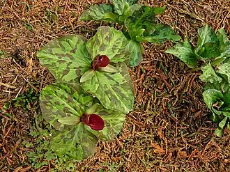 Trillium chloropetalum