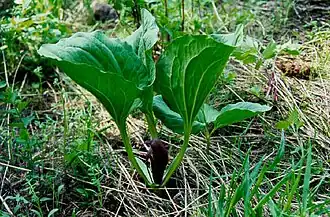 Trillium petiolatum