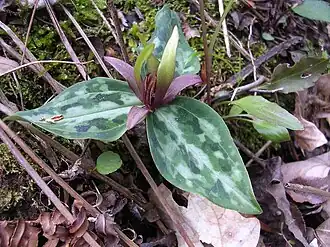 Trillium reliquum
