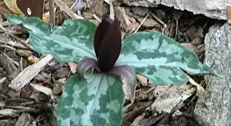 Trillium underwoodii