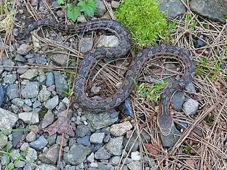 Description de l'image Trimeresurus gracilis.jpg.