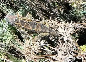 Description de l'image Trioceros sternfeldi.jpg.