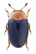 Triplax rufipes