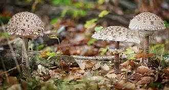 Triplets de Cocherelles en forêt de Civrais