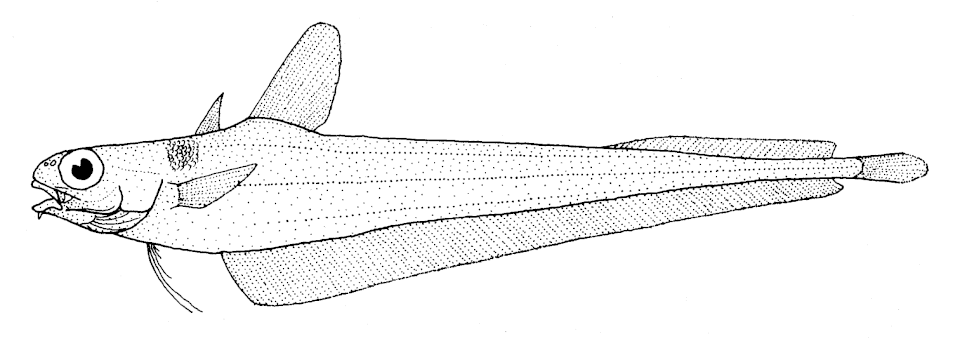 Tripterophycis gilchristi.