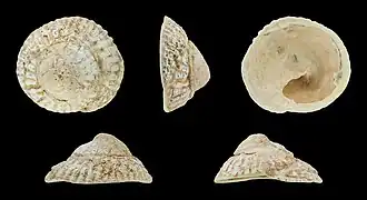 Description de l'image Trochita trochiformis 01.JPG.