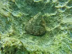 Une troque Trochus maculatus