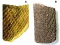 Les feuilles disposées en phyllotaxie alterne spiralée, laissent sur le tronc (A) et la racine (B) du Lepidodendron fossile, au centre des coussinets circulaires, des cicatrices foliaires ponctiformes
