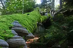 Troncs couverts de mousses