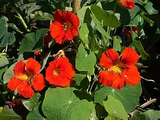 Description de l'image Tropaeolum_majus.JPG.