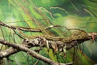 Description de l'image Tropidodryas striaticeps Instituto Butantã.jpg.