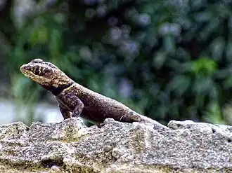 Description de l'image Tropidurus oreadicus.jpg.