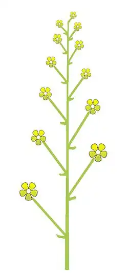 Schéma de la grappe.