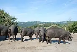 Truies gasconnes dans un élevage de Bonnemazon, village des Baronnies des Pyrénées (Hautes-Pyrénées), près du château de Mauvezin et de l'abbaye de l'Escaladieu.