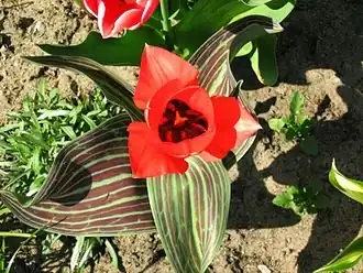 Description de l'image Tulipa greigii 3.jpg.