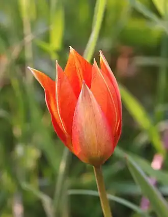 Description de l'image Tulipa_orphanidea_060506.jpg.