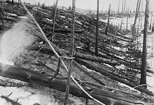 Les arbres couchés par le souffle de l'explosion à haute altitude d'un objet de plus de 50 mètres de diamètre en 1908 en Sibérie (événement de la Toungouska).