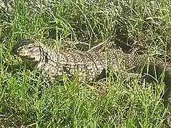 Tégu dans des herbes hautes