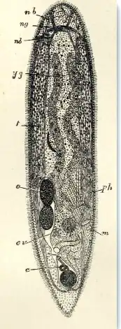 Description de l'image Turbellaria 001.png.