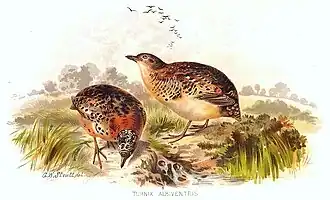 Description de l'image Turnix tanki.jpg.