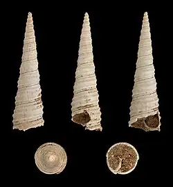 Turritella vermicularis (fossile)