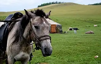 Tête d'un cheval en gros plan devant une yourte.