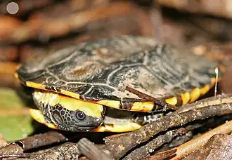 Description de l'image Twist-necked Turtle.jpg.