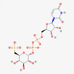 Image illustrative de l’article Uridine-diphosphate-sulfoquinovose
