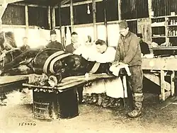 Vieille photo d'un cheval couché et couvert de bandages soigné par un homme